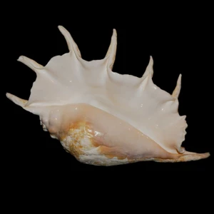Muszla szponiatki Lambis truncata (Lightfoot, 1786) n.17
