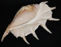 DSC08956.JPG