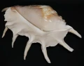 DSC08957.JPG