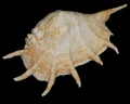 DSC08958.JPG