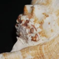 DSC08959.JPG