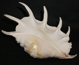Muszla szponiatki Lambis truncata (Lightfoot, 1786) n.18