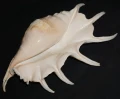 DSC08961.JPG