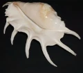 DSC08962.JPG