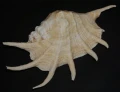 DSC08963.JPG