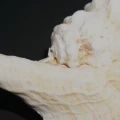 DSC08964.JPG