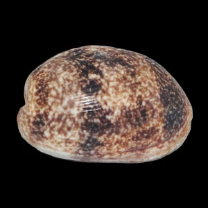 Muszla Bulla vernicosa (Gould, 1859) XL