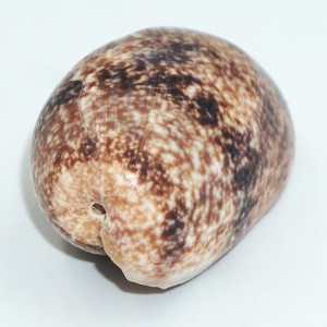 Muszla Bulla vernicosa (Gould, 1859) XL