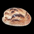 DSC08979.JPG