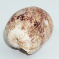 DSC08982.JPG