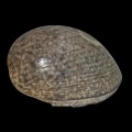 DSC08968.JPG
