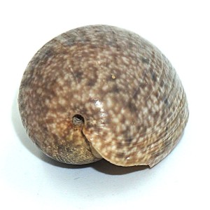 Muszla Bulla ampulla (Linne, 1758)