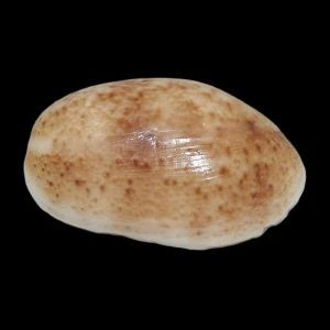 Muszla Bulla occidentalis (Adams, 1850)
