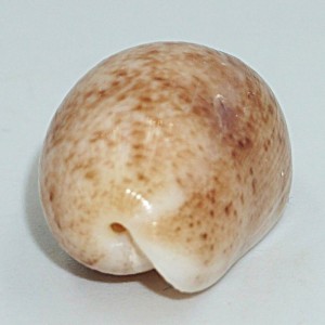 Muszla Bulla occidentalis (Adams, 1850)