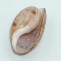 DSC08975.JPG