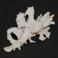 DSC08990.JPG