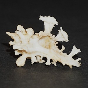 Muszla rozkolca Homalocantha anatomica (Perry, 1811)? n.3