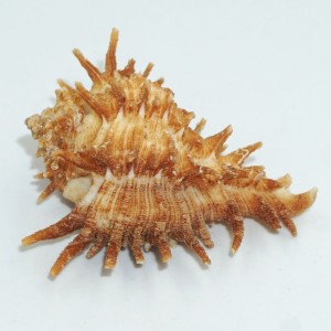 Muszla rozkolca Homalocantha oxycantha (Broderip, 1833)