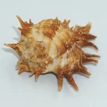 DSC09010.JPG
