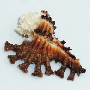 Muszla rozkolca Homalocantha scorpio (Linne, 1758) n.2