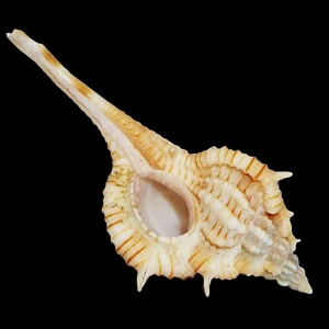 Muszla rozkolca Vokesimurex rectirostris (Sowerby II, 1841) n.2