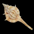 DSC09038.JPG