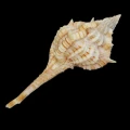 DSC09039.JPG