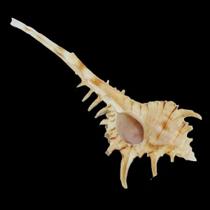 Muszla rozkolca Vokesimurex kiiensis nagaidesu (Shikama, 1970) n.3