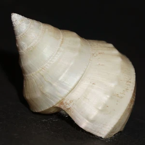 Muszla Ginebis argenteonitens (Lischke, 1872)