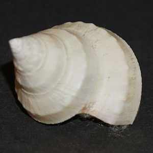 Muszla Ginebis argenteonitens (Lischke, 1872)