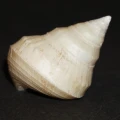 DSC09061.JPG