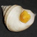 DSC09064.JPG