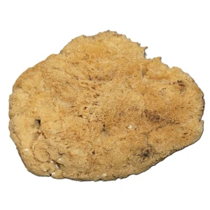 Naturalna gąbka jedwabista z Filipin XL2