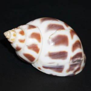 Muszla Babylonia areolara (Link, 1807) n.5