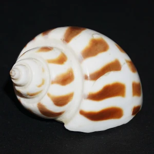 Muszla Babylonia areolara (Link, 1807) M