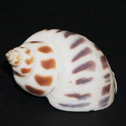 DSC09092.JPG