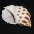 DSC09094.JPG