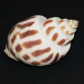 DSC09096.JPG