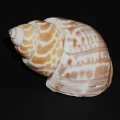 DSC09098.JPG