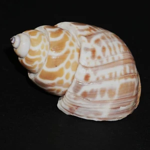 Muszla Babylonia spirata (Linne, 1758) n.3