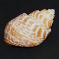 DSC09099.JPG