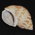 DSC09100.JPG