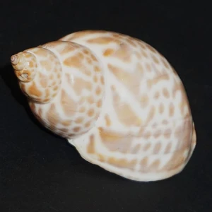 Muszla Babylonia japonica (Reeve, 1842) n.1