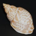 DSC09103.JPG