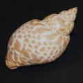 DSC09104.JPG