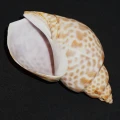 DSC09105.JPG