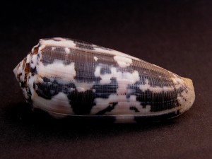 Muszla stożka Conus striatus (Linne, 1758)