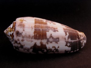 Muszla stożka Conus striatus (Linne, 1758)