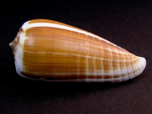 Muszla stożka Conus radiatus (Gmelin, 1791)