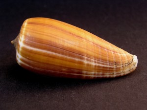 Muszla stożka Conus radiatus (Gmelin, 1791)